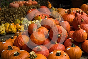 Autumn Red Kuri Pumpkins