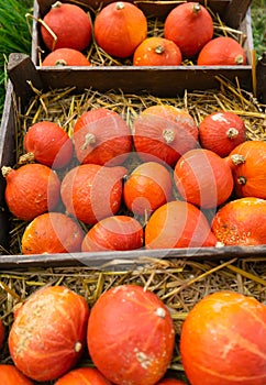 Autumn Red Kuri Pumpkins in Crates