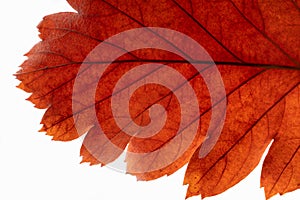 Autumn red leaf on a backlight. White background
