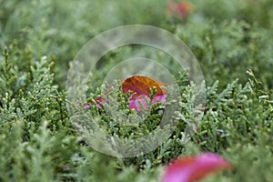 An autumn red leaf caught on the green needles of Juniperus communis Horstmann. Red leaf on blurred garden background. photo