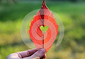 Autumn red leaf with cut heart in a hand