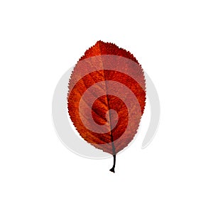 Autumn red leaf isolated on the white background. Fall leaves.