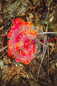 Autumn red leaf on moss and foliage