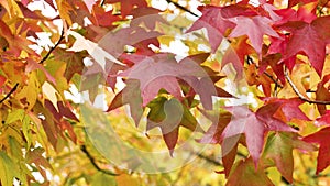 Autumn red leaves of American sweetgum tree. Liquidambar styraciflua