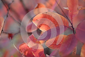 Autumn red leaves blurred abstract colorful background