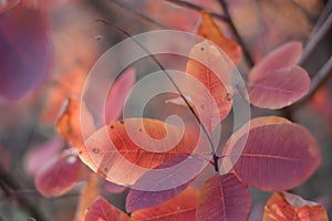 Autumn red leaves blurred abstract colorful background