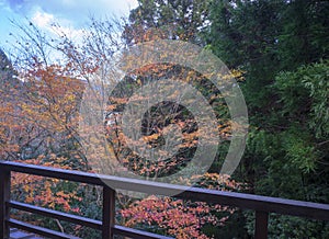 Autumn red leaves of Hakone, Japan