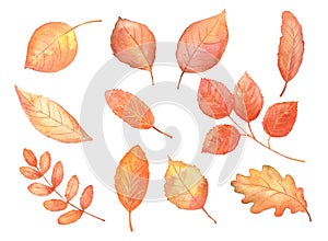 Autumn red leaves set. Hand drawn watercolor fall illustrations.