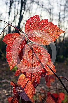 Autumn red leaves with sunbeam against autumn forest. Focus on foreground, vertical view