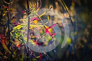 Autumn red leaves in sunlight. Nature blurred autumn golden multicolored floral abstract background for desight and decoration.