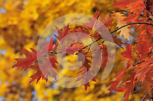 Autumn red leaves on yellow fall background