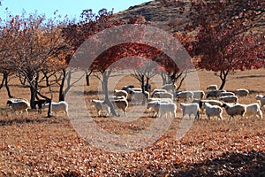 Autumn red maple and goats