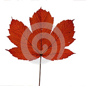 Autumn red maple leaf isolated on white background