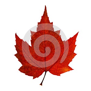 Autumn red maple leaf isolated on the white background