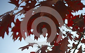 Autumn red maple leafs against blue sky