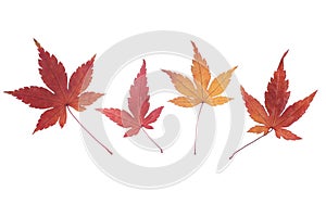 Autumn red maple leaves