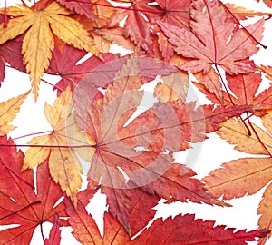 Autumn red maple leaves