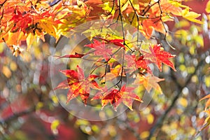 Autumn red maple leaves background