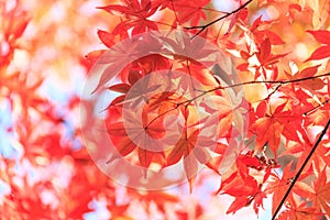 Autumn red maple leaves background