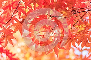 Autumn red maple leaves background