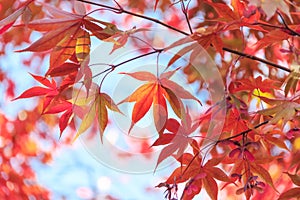 Autumn red maple leaves background