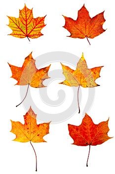 Autumn red maple leaves collection