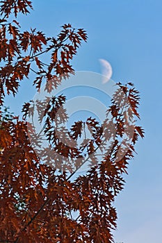 Autumn red maple tree in evening