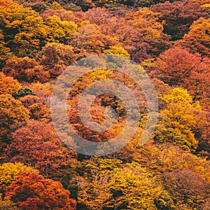 Autumn red maple tree leaf background