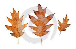 Autumn red oak leaves isolated on white