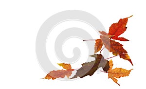 Autumn red and orange leaves in a seasonal corner arrangement isolated on white