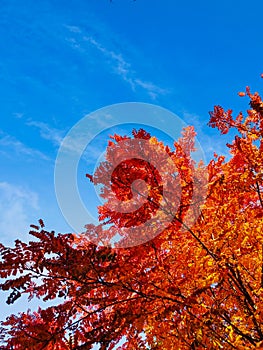 autumn red orange yellow with blue sky