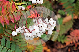 A autumn red pearl rowan with white berries