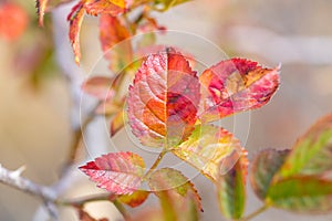 Autumn red rosehip leaves close-up