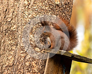 Autumn red squirrel.