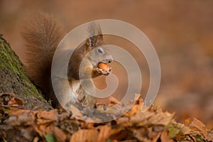 Autumn red squirrel