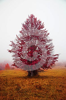 Autumn red tree in the fog