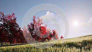 Autumn red tree yellow grass Nature landscape Golden sunset Colorful sky park for rest
