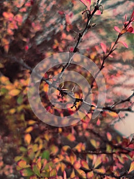 Autumn red yellow barberry berberis bush shrub branch berry plant nature close up macro photo background