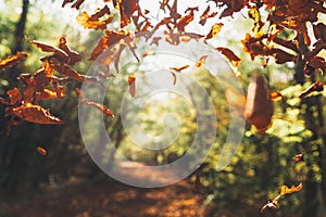 Autumn red and yellow leaves on background of sunny alley as background. Landscape soft focus