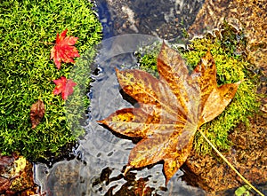 Autumn, red and yellow leaves on moss srones, wild river