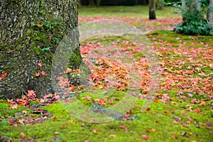 Autumn red,yellow,orange, maple fell on the roots of a large tree covered with green moss.