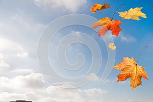 Autumn red yellow simple maple falling leaves over the city on b