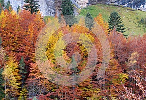 Autumn red and yellow tree forest