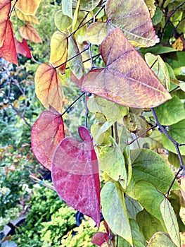 Autumn Redbud Leaves
