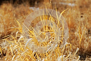 Autumn reeds