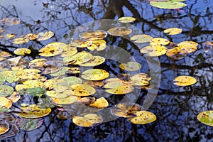 Autumn Reflection