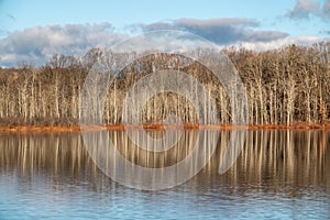 Autumn Reflection of Leafless Trees on the Water