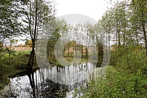 Autumn reflection at a quiet mountain lake with cattails by the shoreline and a hillside forest