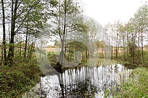 Autumn reflection at a quiet mountain lake with cattails by the shoreline and a hillside forest