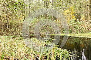 Autumn reflection at a quiet mountain lake with cattails by the shoreline and a hillside forest